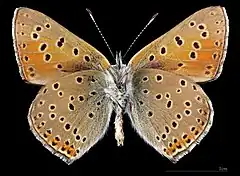 Lycaena hippothoe ♂   △