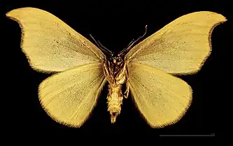 ♂   △