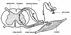 Interneurons present in the grey matter of the spinal cord