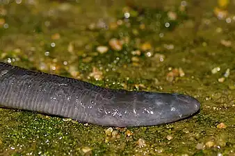 Head