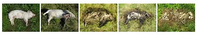 Image 48Sequence of a decomposing pig carcass over time (from Ecosystem)
