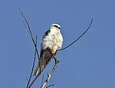 White-tailed kite, first recorded in 1967 and now common.