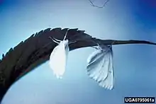 Adult
