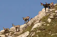Rupicapra rupicapra