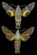 Macroglossum belis
