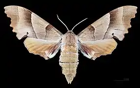 Female