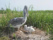 An adult brown pelican with a chick on a nest on Smith Island, Chesapeake Bay, Maryland, USA