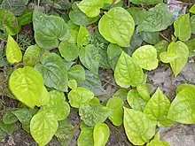 Betle Leaf
