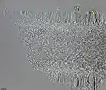 Psilocybe zapotecorum lamellar trama 1000x