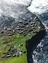 Image 3Seals hauled out by Lyrie Geo on HoyCredit: Claire Pegrum