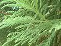 Cryptomeria japonica