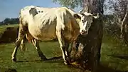 Scratching Cow, c. 1858; oil on canvas