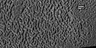 Brain terrain, as seen by HiRISE under HiWish program.  Box shows the size of football field.