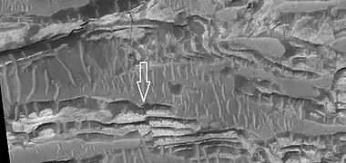 Close view of layers in Crommelin crater, as seen by HiRISE.  Arrow points to a fault.