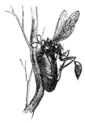 Sceliphron wasp building nest