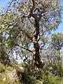 A twisted Marri tree (Corymbia calophylla)