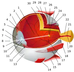 1:posterior segment 2:ora serrata 3:ciliary muscle 4:ciliary zonules 5:Schlemm's canal 6:pupil 7:anterior chamber 8:cornea 9:iris 10:lens cortex 11:lens nucleus 12:ciliary process 13:conjunctiva 14:inferior oblique muscule 15:inferior rectus muscule 16:medial rectus muscle 17:retinal arteries and veins 18:optic disc 19:dura mater 20:central retinal artery 21:central retinal vein 22:optic nerve 23:vorticose vein 24:bulbar sheath 25:macula 26:fovea  27:sclera 28:choroid 29:superior rectus muscle 30:retina