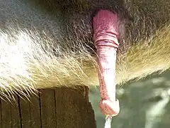 Penis of a hamadryas baboon