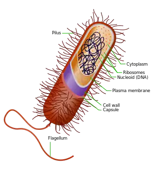 Prokaryote cell with structure and parts