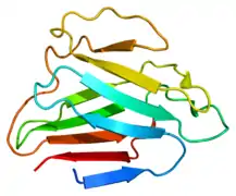 Protein LMNA