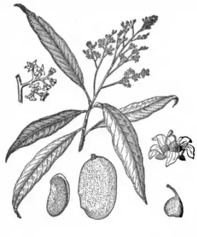 09-MANGOES.jpg
