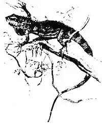 22a-IGUANA.jpg