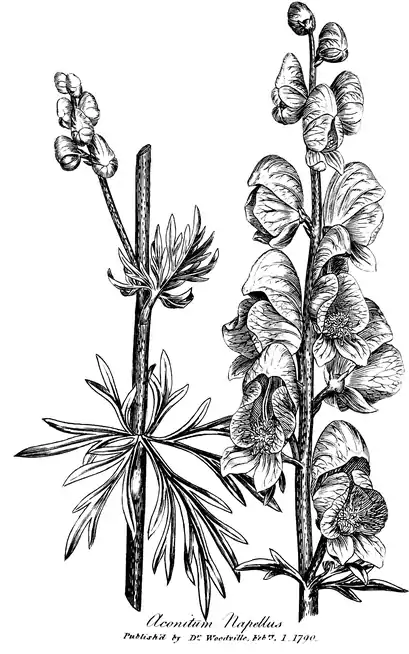 .mw-parser-output .wst-center{text-align:center}.mw-parser-output .wst-center.wst-center-nomargin>p{margin-bottom:0}
Aconitum Napellus.
.mw-parser-output .wst-center{text-align:center}.mw-parser-output .wst-center.wst-center-nomargin>p{margin-bottom:0}
Published as the Act directs by Dr Woodville Febry. 1. 1790.
