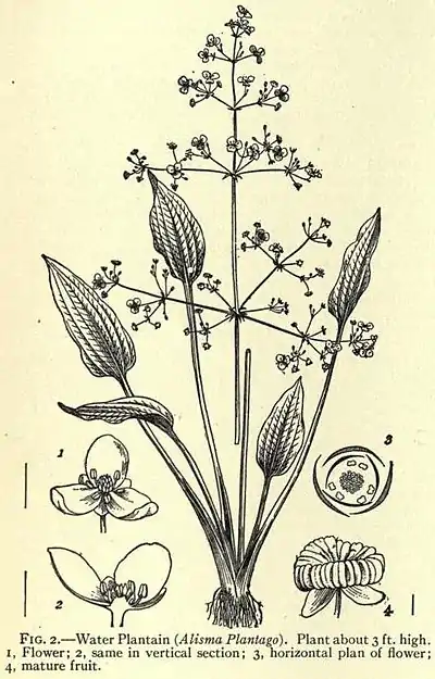 Alismaceae.jpg