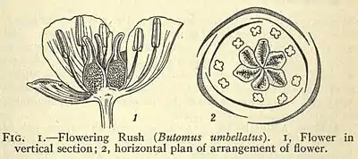 Alismaceae 2.jpg