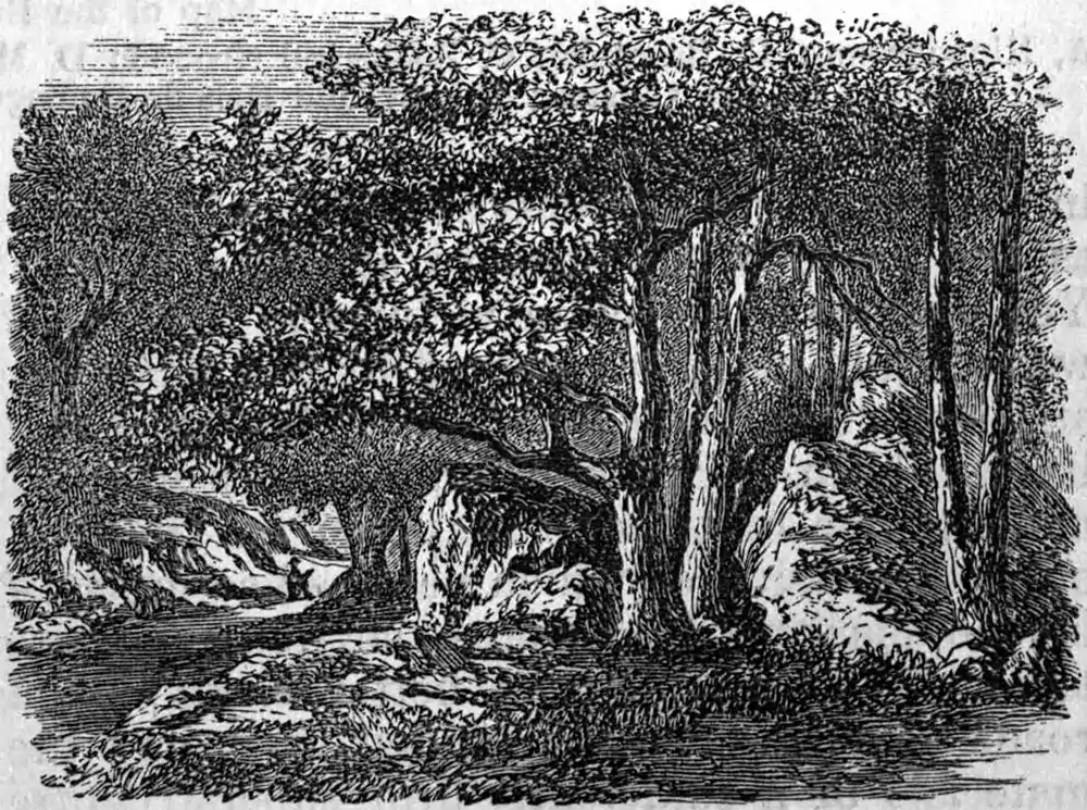 AmCyc Park - Fontainebleau — View in the Forest.jpg