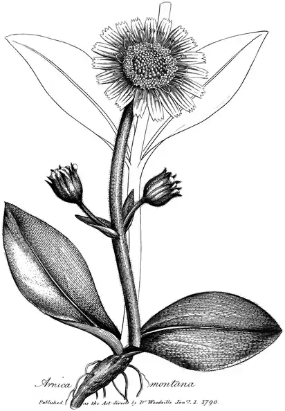 .mw-parser-output .wst-center{text-align:center}.mw-parser-output .wst-center.wst-center-nomargin>p{margin-bottom:0}
Arnica montana.
.mw-parser-output .wst-center{text-align:center}.mw-parser-output .wst-center.wst-center-nomargin>p{margin-bottom:0}
Published as the Act directs by Dr Woodville Janry. 1. 1790.