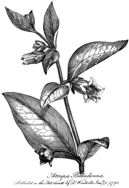 .mw-parser-output .wst-center{text-align:center}.mw-parser-output .wst-center.wst-center-nomargin>p{margin-bottom:0}
Atropa Belladonna.
.mw-parser-output .wst-center{text-align:center}.mw-parser-output .wst-center.wst-center-nomargin>p{margin-bottom:0}
Published as the Act directs by Dr Woodville Janry. 1. 1790.