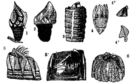 Barnacle 1.png