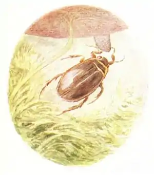 Beatrix Potter - A Tale of Jeremy Fisher - Illustration from page 28.jpg
