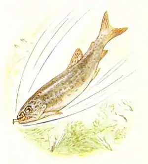 Beatrix Potter - A Tale of Jeremy Fisher - Illustration from page 43.jpg