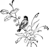 Bird-Lore-1-2 0049.png