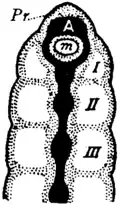 Britannica 1911 Arthropoda - Oligochaet Chaetopod head.png
