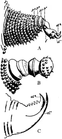 Britannica 1911 Arthropoda - Peripatus parapodia.png