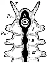 Britannica 1911 Arthropoda - Polychaet Chaetopod head.png
