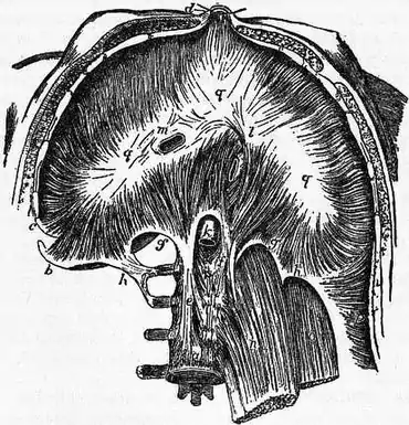 Britannica Diaphragm.jpg
