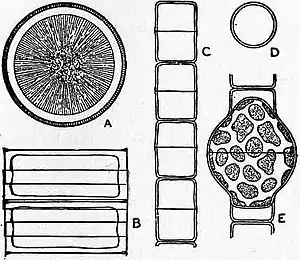 Britannica Diatomaceae 1.jpg