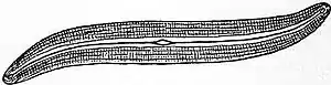 Britannica Diatomaceae 4.jpg
