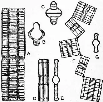 Britannica Diatomaceae 5.jpg