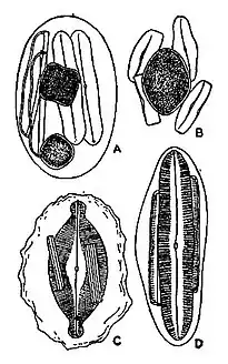 Britannica Diatomaceae 6.jpg
