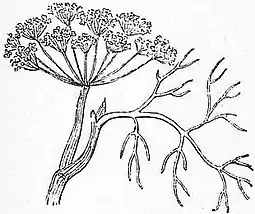 Britannica Dill.jpg