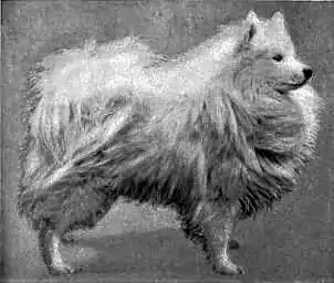 Britannica Dog 34.jpg