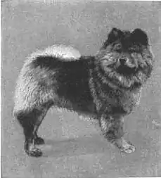 Britannica Dog 7.jpg