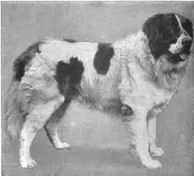 Britannica Dog 8.jpg