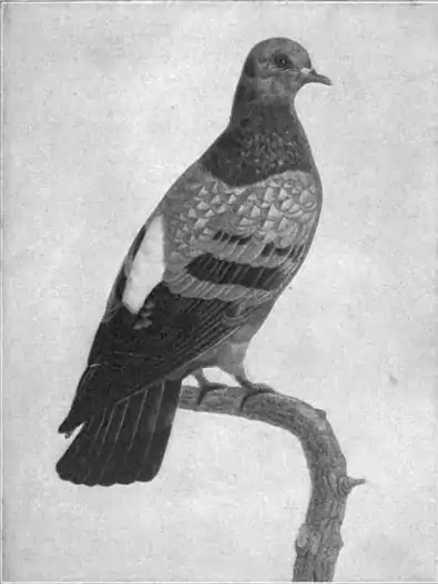 Britannica Dove 1.jpg