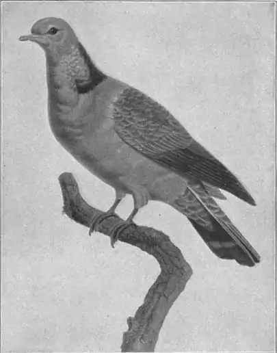 Britannica Dove 2.jpg